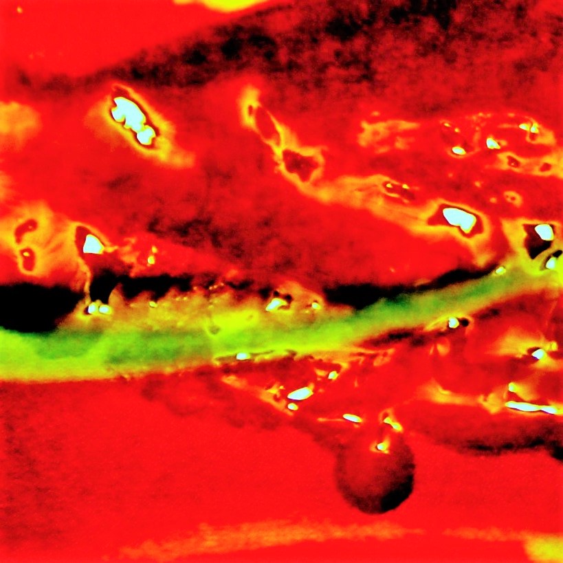 hett witedski chilli