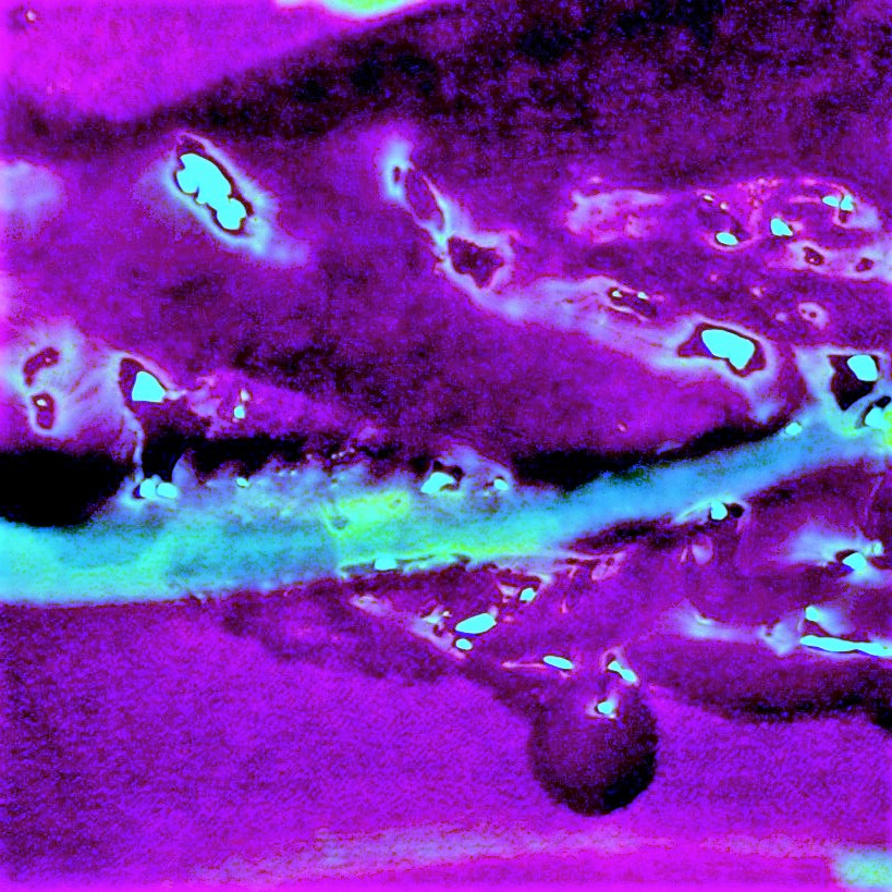 hett witedski chilli purple